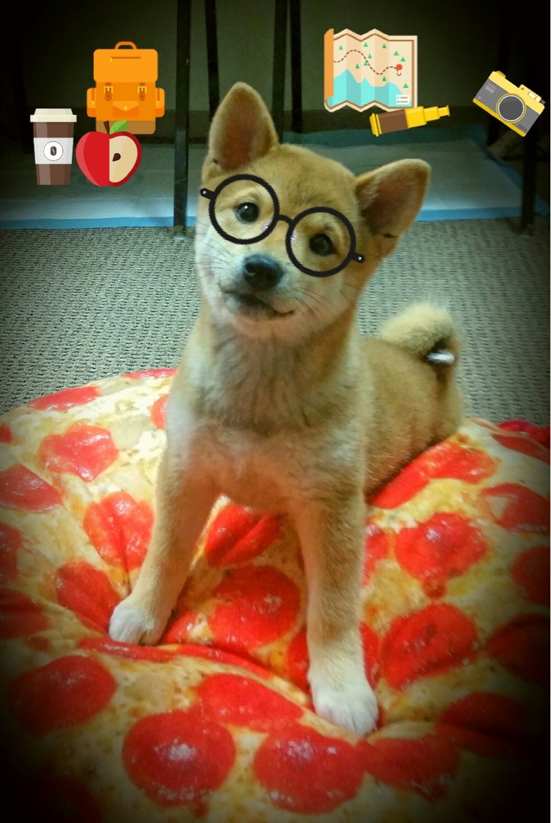 掘金约基奇率队继续连胜，nba掘金约基奇