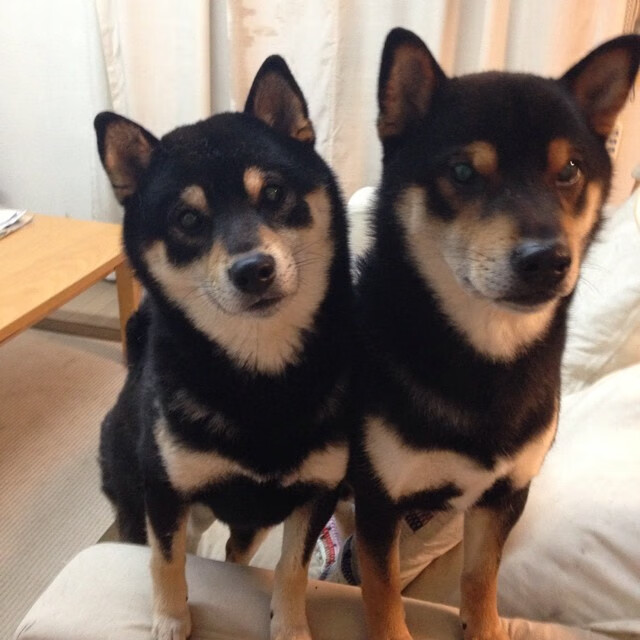 中国女篮冲击世界前三需提升攻防稳定性，中国女篮实力剧增