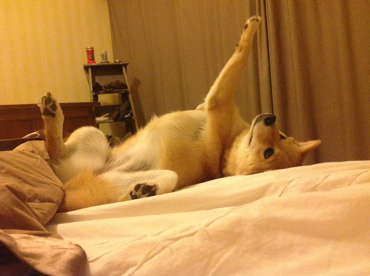 中国体育品牌出海加速打造国际影响力,中国体育产品实力排名