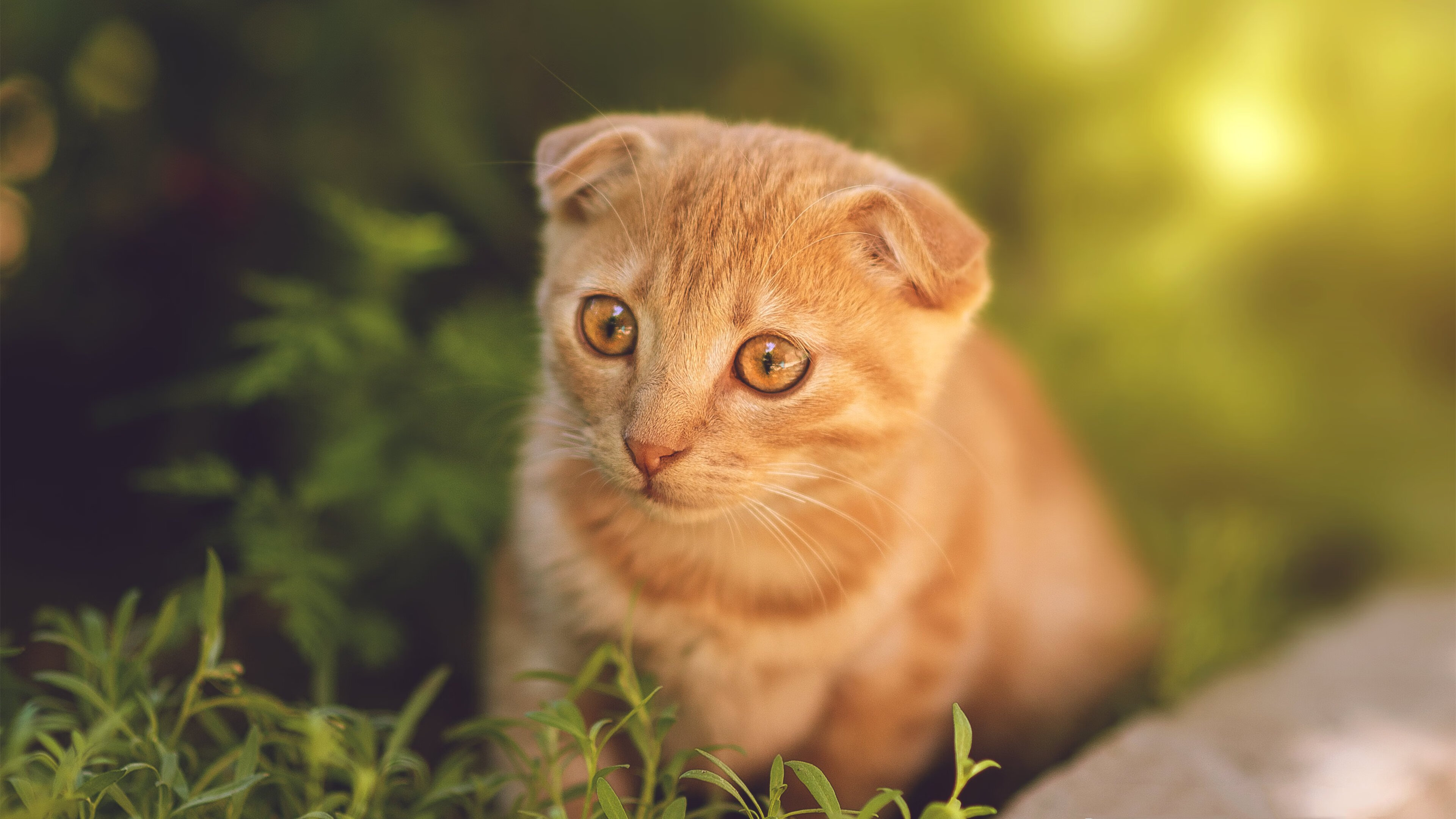 男子自由泳划水幅度全球对比，男子自由泳速度