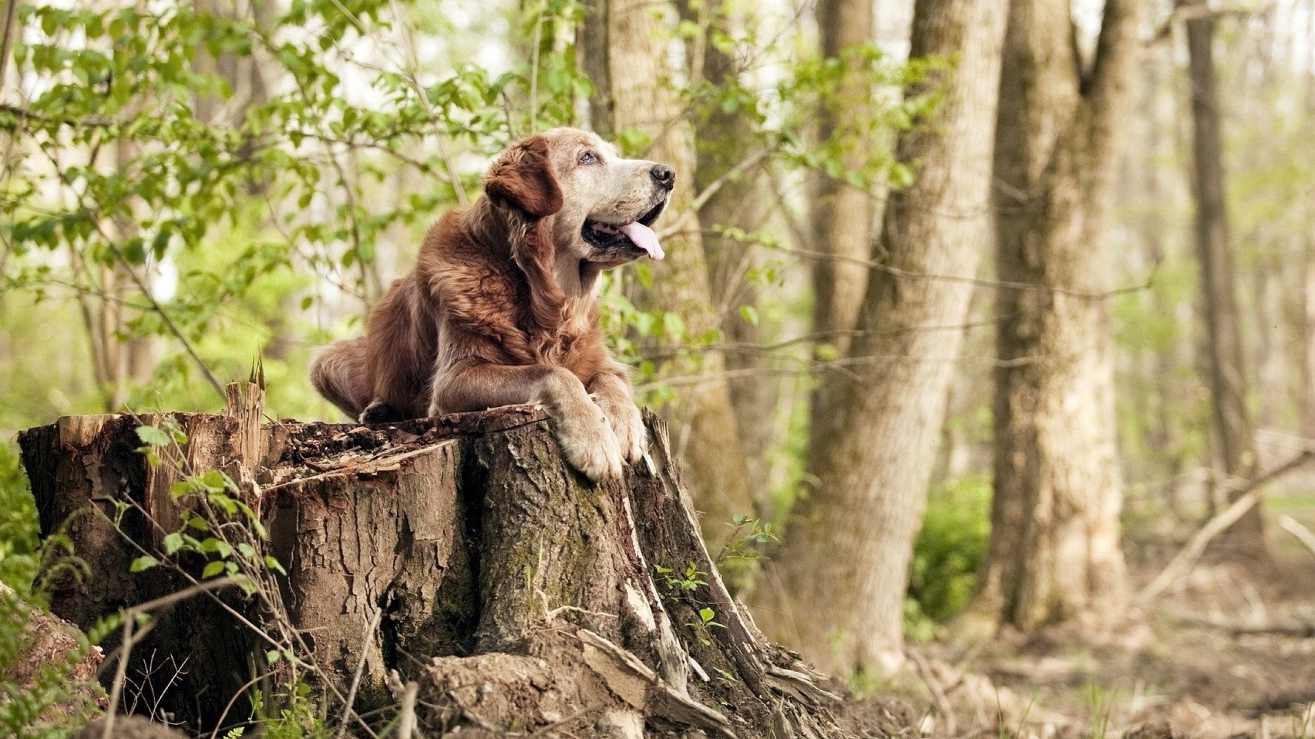 开云官网-西雅图海湾者战略调整备受关注，西雅图海湾人vs休斯敦