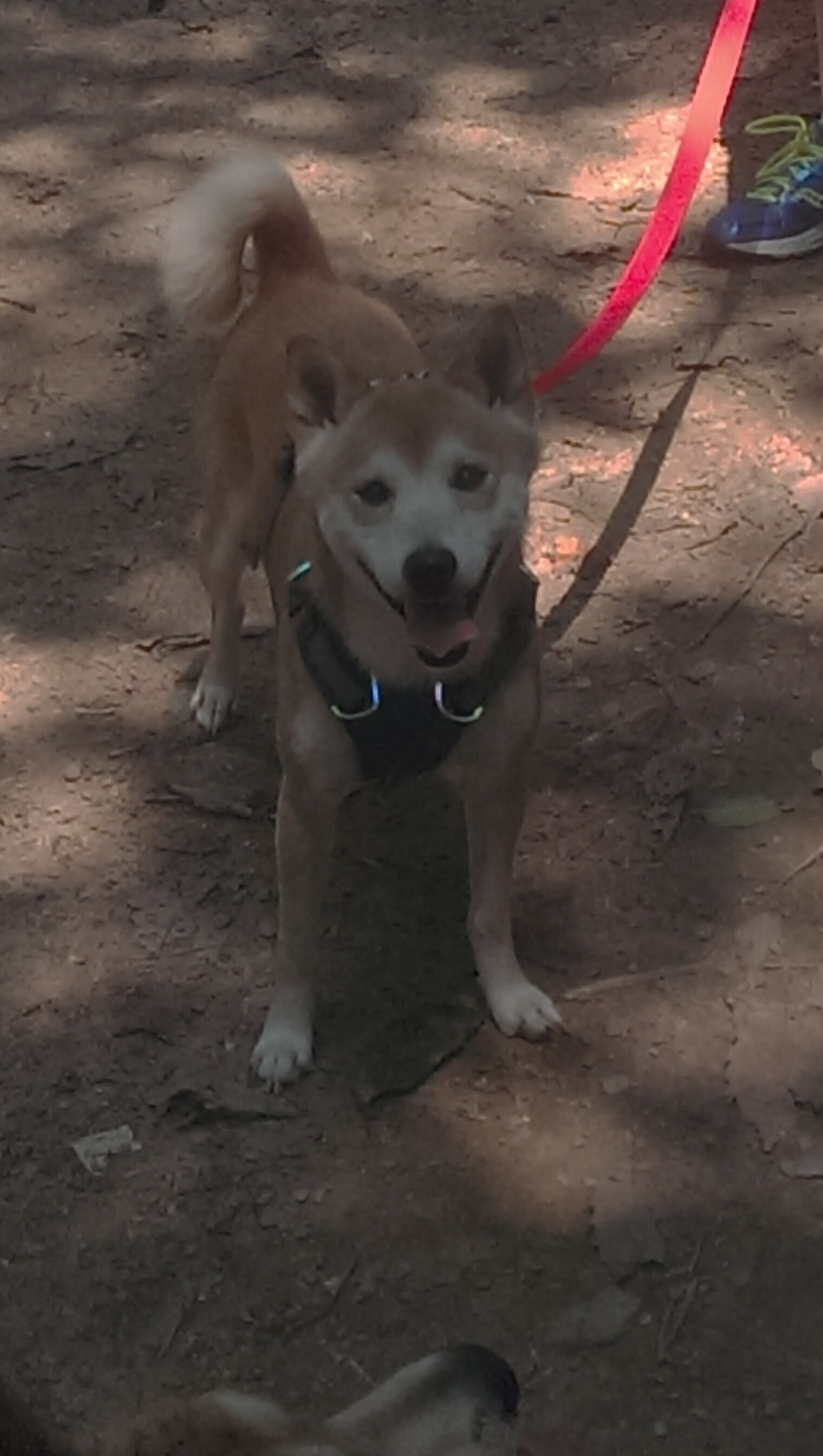 蒙彼利埃扩展进攻空间打破压迫限制,蒙彼利埃技能