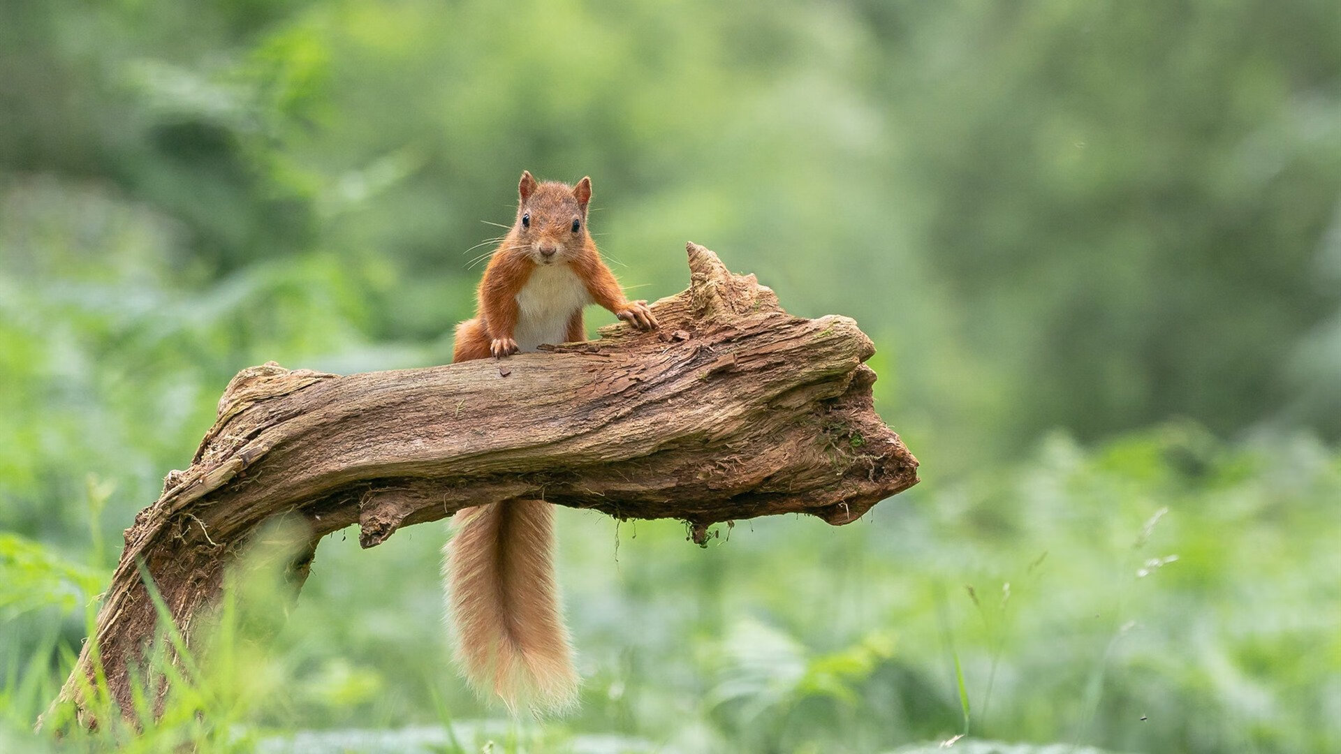 跨越五洲,轻艇马拉松架起友谊之桨,世界陆上赛艇马拉松