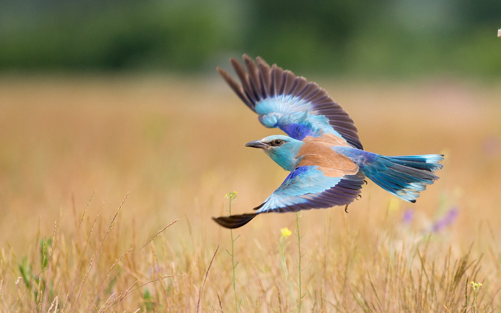 CBA球员自媒体运营日趋成熟扩大个人影响力，cba业余球员