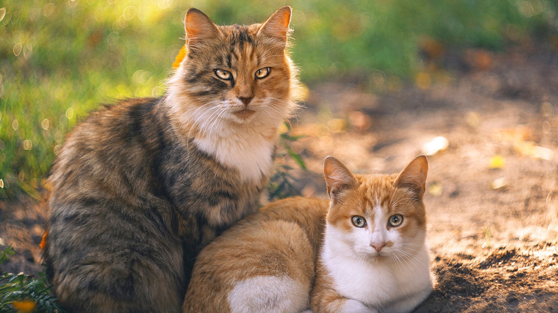 乔·莫伊：全黑队的“竞技标杆”，scrum能力无与伦比