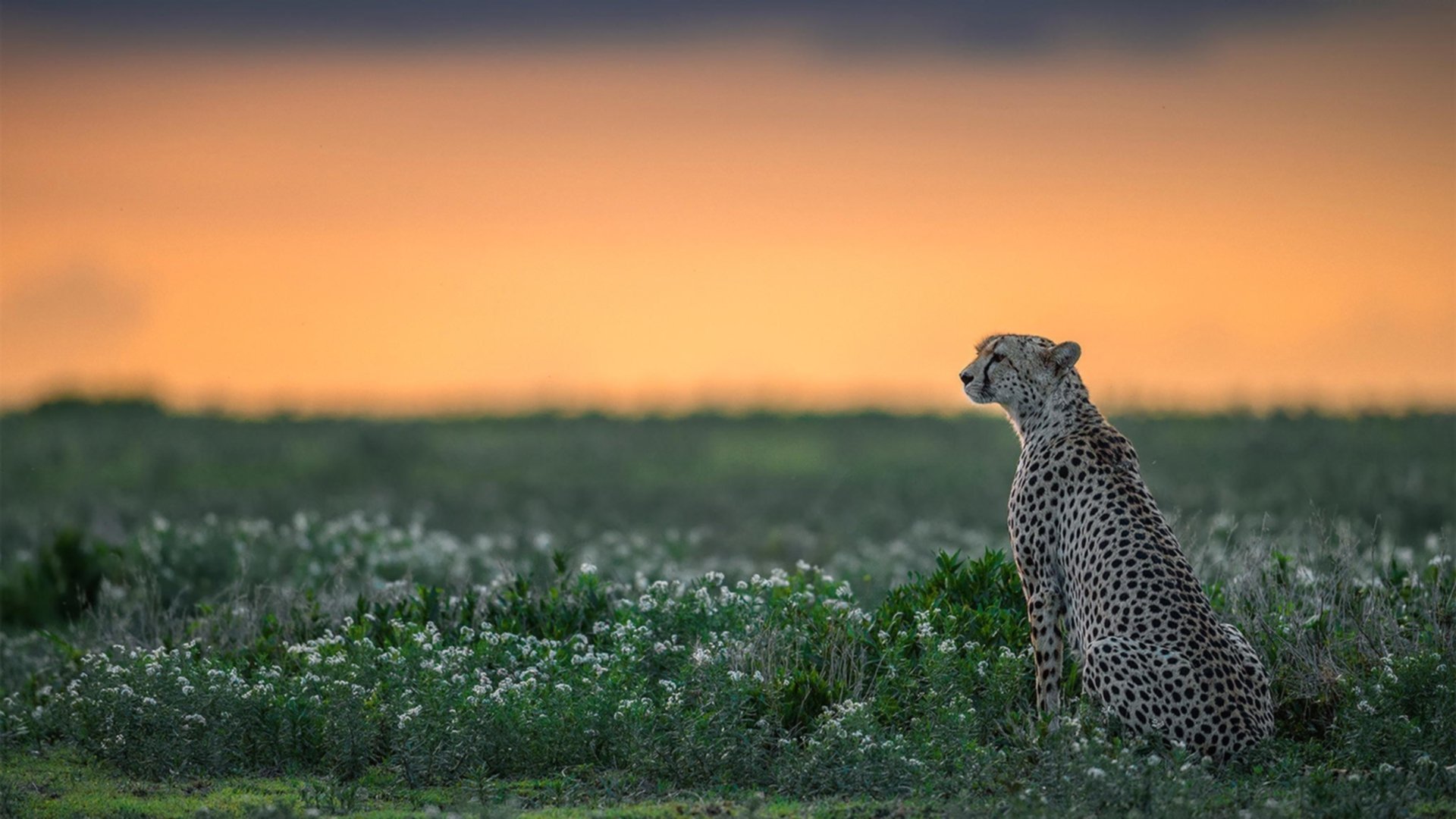自由泳长距离突尼斯展现耐力，自由泳 突尼斯