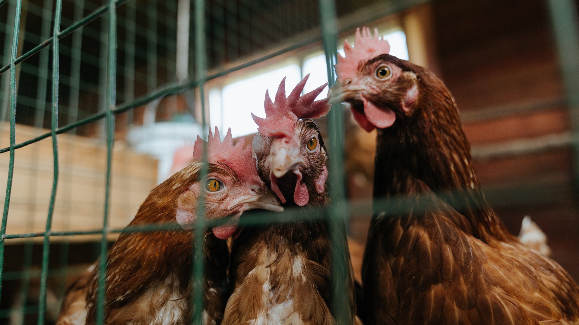 Kaiyun官方登录入口-西班牙男篮在国际邀请赛中表现抢眼，彰显世界级队伍底蕴，2020年西班牙男篮