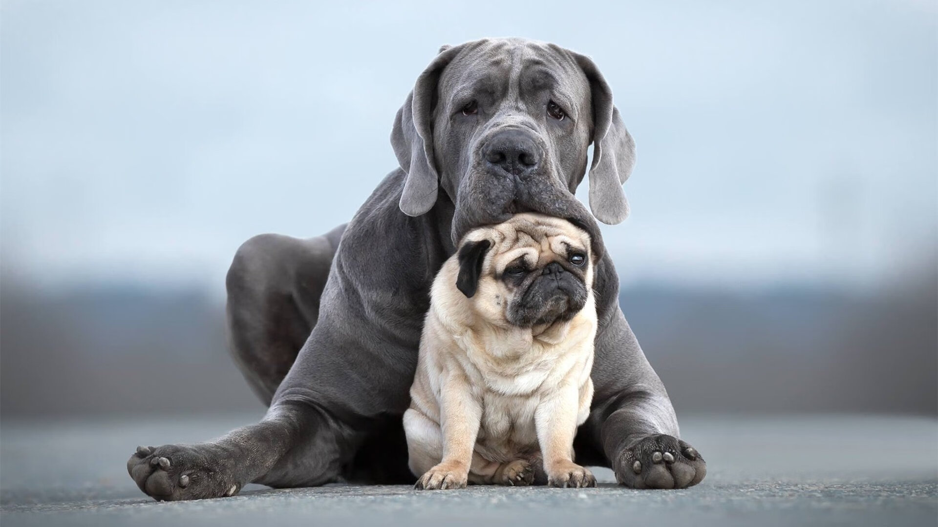 开云入口-诺埃·庞蒂刷新个人100米蝶泳纪录，蝶泳100冠军